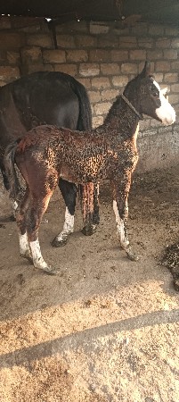 थंबनेल 3