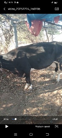 એચએફ જર્સી