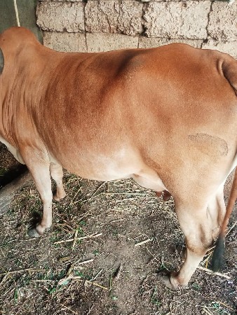 थंबनेल 3