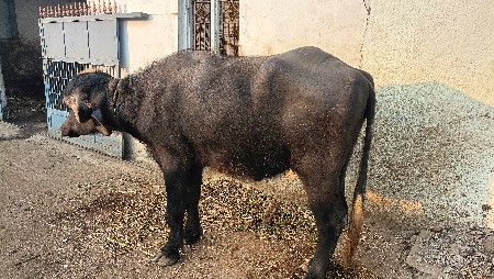 આ ખરેલું વેચવાનું છે