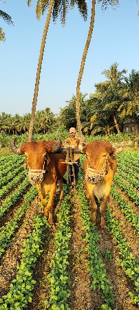 બળદ વેસવાના છે સાવ સોજા છે