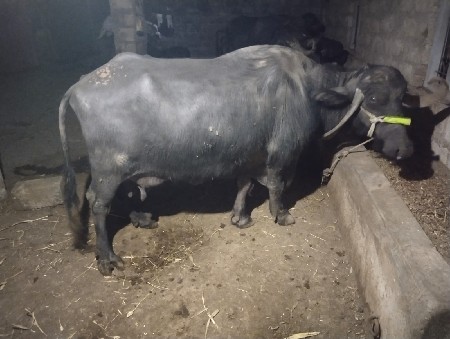 થંબનેલ 2