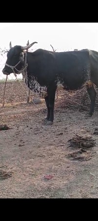 थंबनेल 2