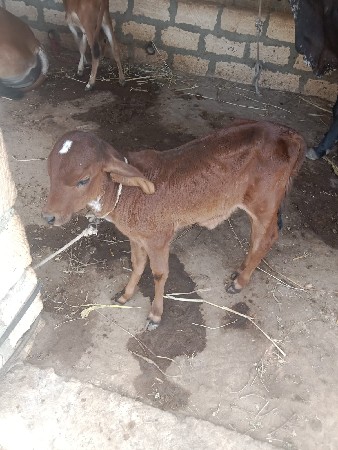 ગાય વેચવાની છે