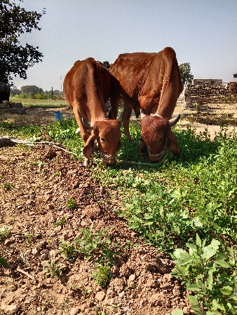 थंबनेल 3