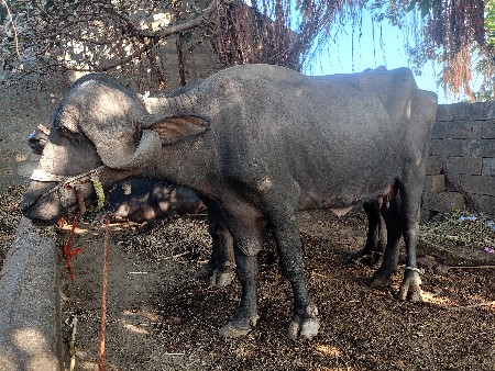 ભેંસ વેચવાની છે પારેટ છે