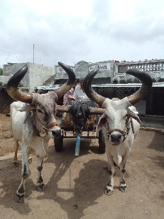 બળદ વેચવાના છે
 ચાર વાવણી વાવેલા છે