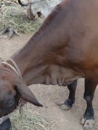 थंबनेल 3