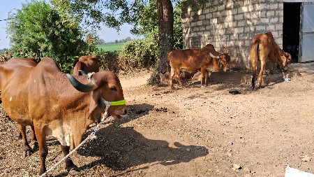 ગાય વેચવાની છે