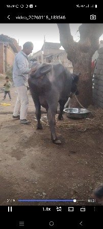 વેતર  3 ભેંસ મહેસાણી