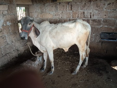 થંબનેલ 2