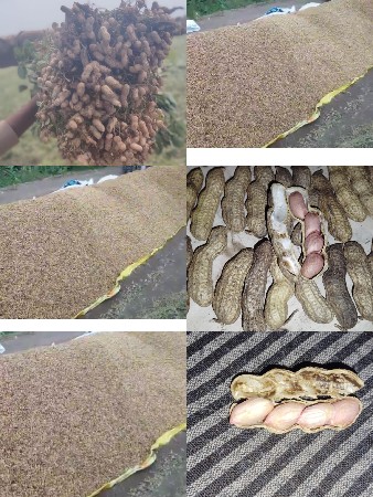 22 નંબર માંડવી