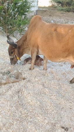 થંબનેલ 2