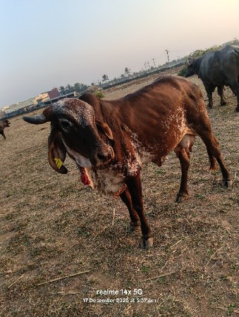 બે હોડકી ઓ