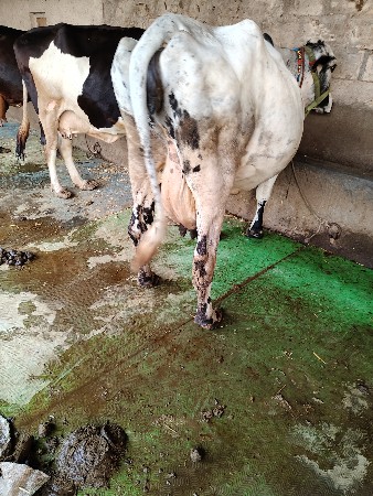 ગાય વેચવાની છે