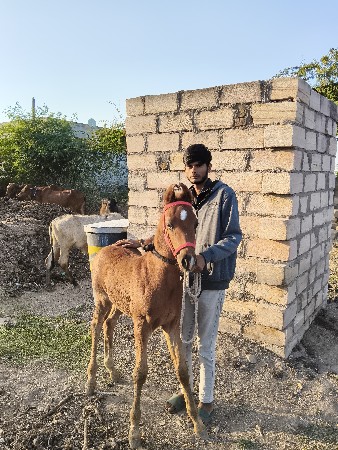 थंबनेल 3