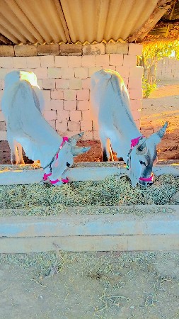 આ બળદ વેચવાના છે