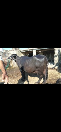 थंबनेल 2