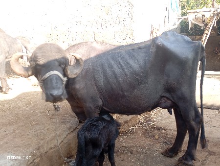 थंबनेल 3