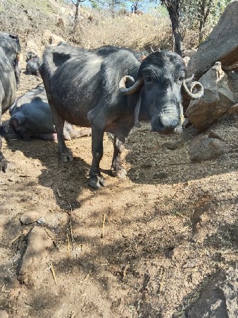 ભેસવેશવાનીછે