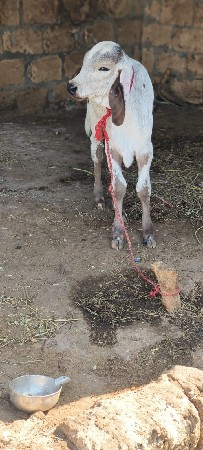 थंबनेल 3