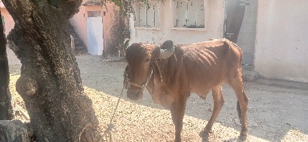 વાછડો વેચવાનો છે