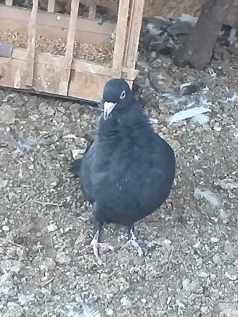 थंबनेल 2