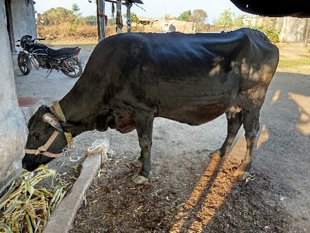 थंबनेल 2