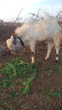 આબકરો વેસવાનો છે