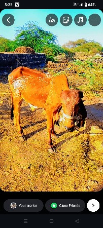 थंबनेल 2