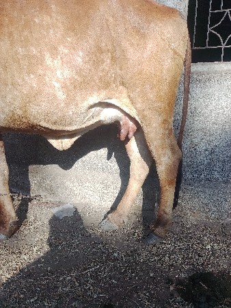 ગાઇ વેસવા નિછે