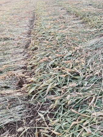 જુવાર ની નીરણ વેસાવની સે