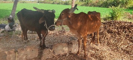 થંબનેલ 2