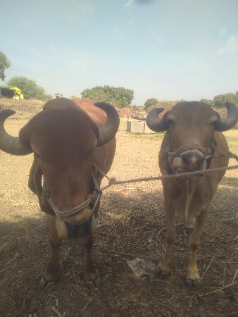 બળદ વેચવાના છે