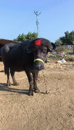 थंबनेल 2