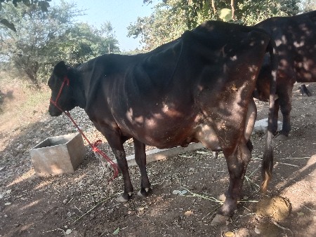 थंबनेल 3