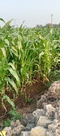 લીલી મકાઇ વેચવાની છે