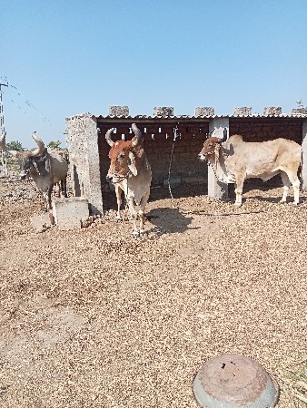 थंबनेल 3