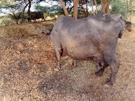 थंबनेल 3