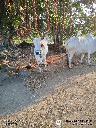 avo lavano say jamniyar