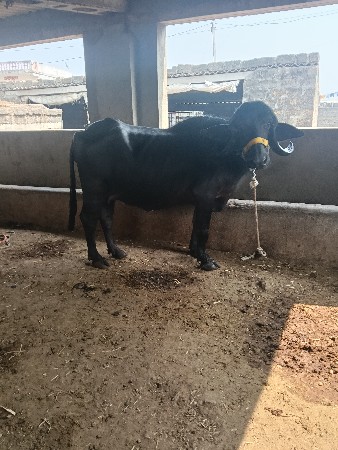 थंबनेल 4