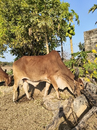 थंबनेल 2