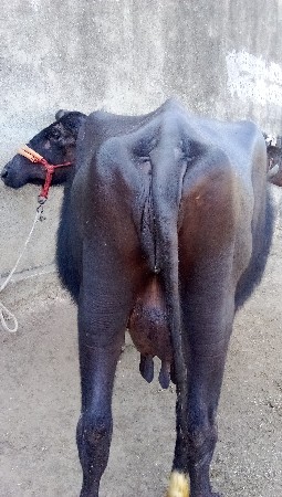 કિંમત 60,000