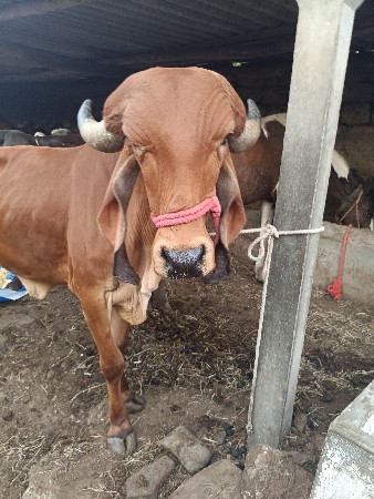 ગીર વોકી વેચવાની સે