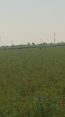 જમીન ભાડે જોઈ છે પડતર કે પાણી વગર ન