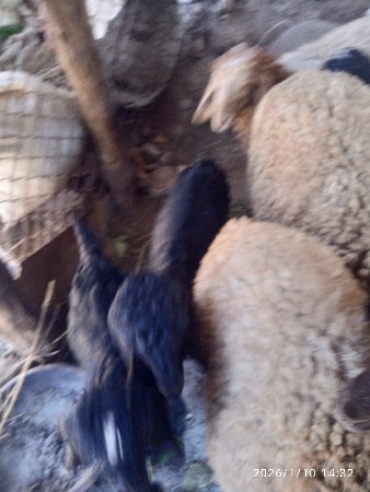 थंबनेल 3