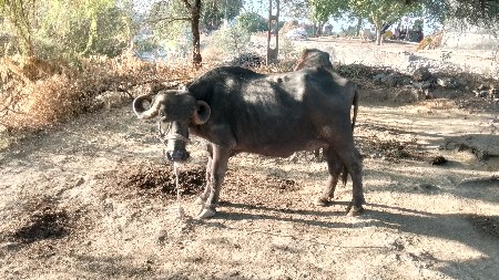 ભેંસ વેચવાની છે