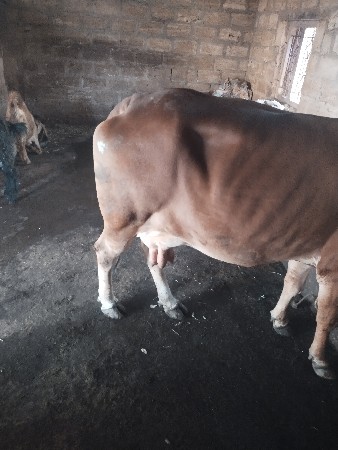 થંબનેલ 2