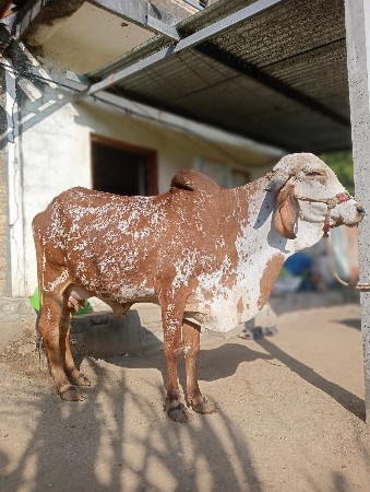 ગાય વેસવાની‌ છે