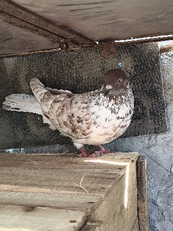 કબૂતર વેચવાના છે